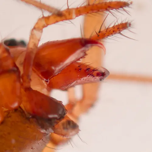 Helophora reducta - photo 6