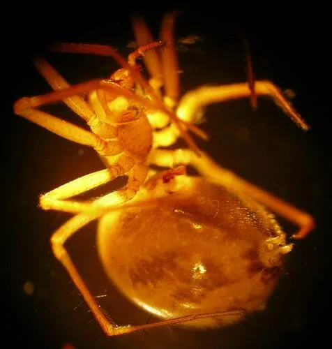 Helophora reducta - photo 7