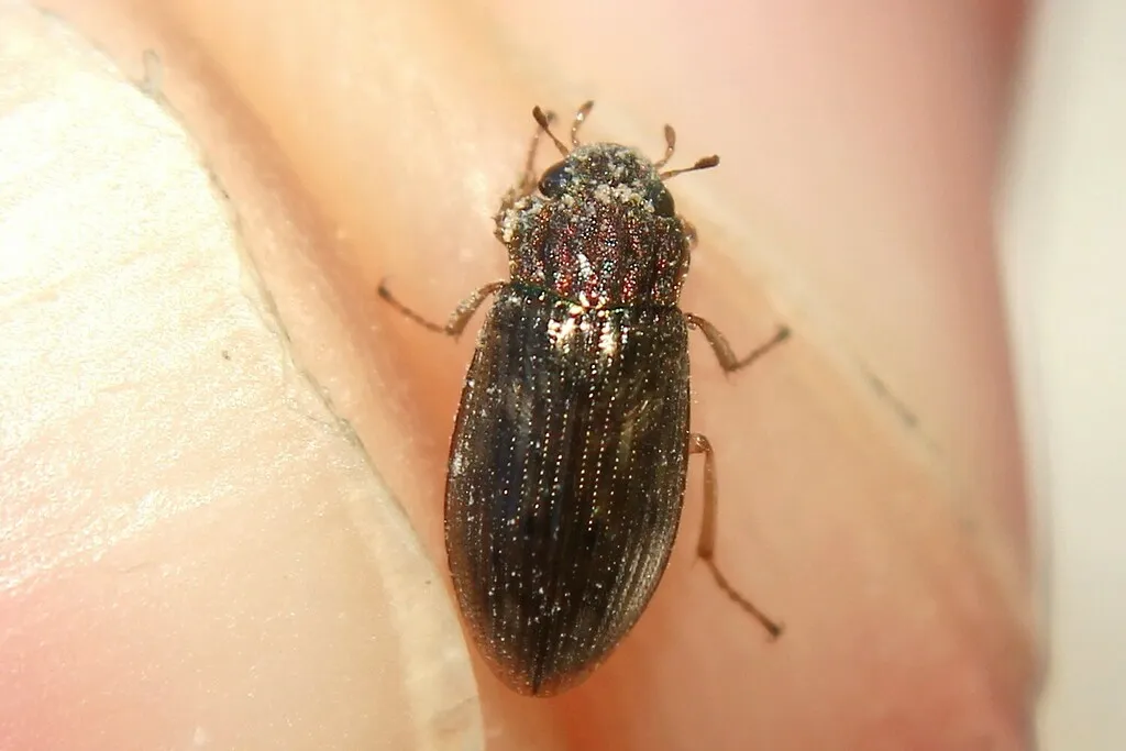 Helophorus aequalis - photo 2