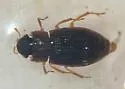 Helophorus angusticollis