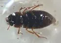 Helophorus angusticollis - photo 2