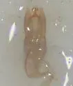 Helophorus angusticollis - photo 3