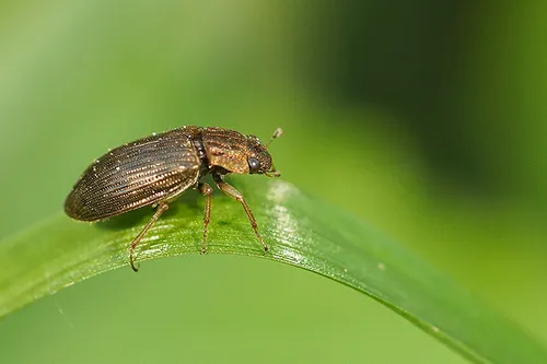Helophorus aquaticus