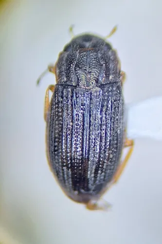 Helophorus auricollis - photo 2