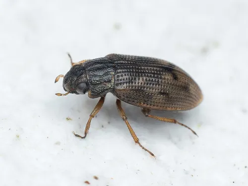 Helophorus brevipalpis