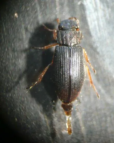 Helophorus flavipes