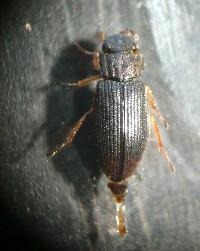 Helophorus flavipes - photo 2