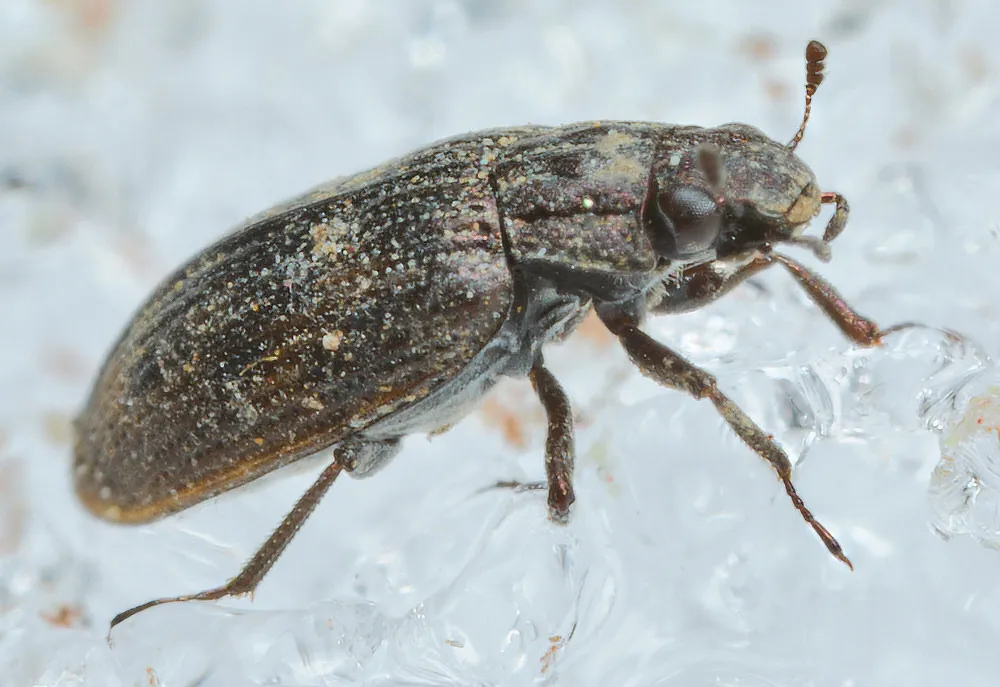 Helophorus glacialis - photo 3