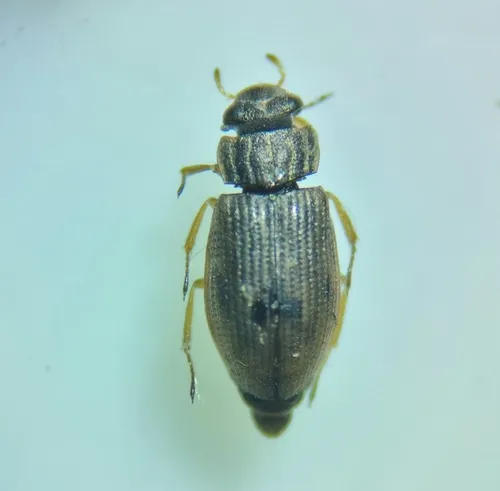 Helophorus granularis