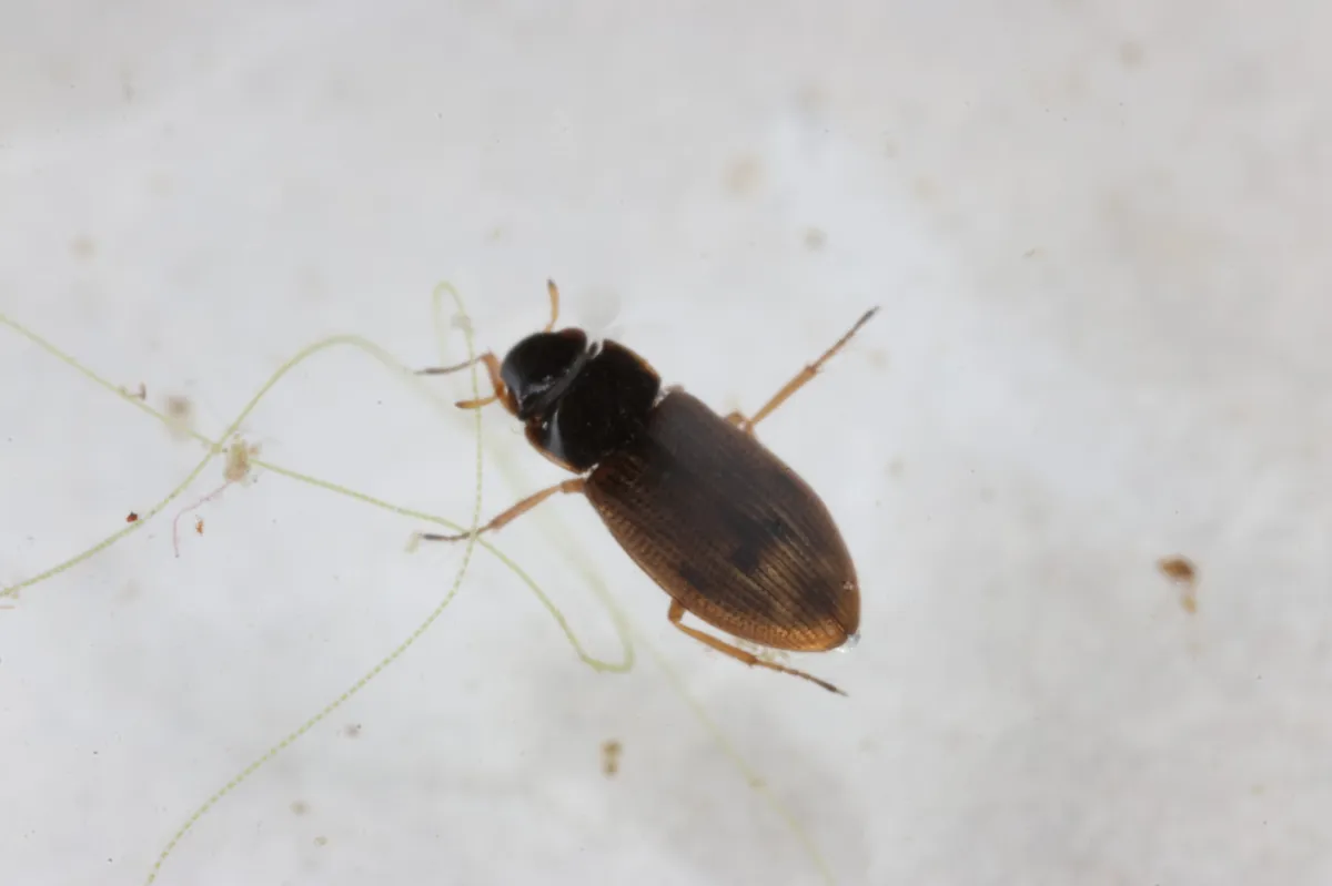 Helophorus griseus - photo 3