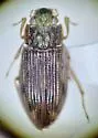 Helophorus lacustris