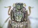 Helophorus lacustris - photo 2