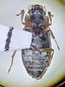 Helophorus lacustris - photo 4