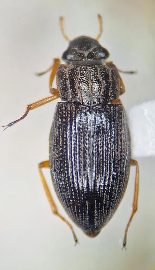 Helophorus ledatus