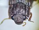 Helophorus leechi - photo 2