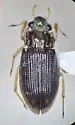Helophorus leechi - photo 5