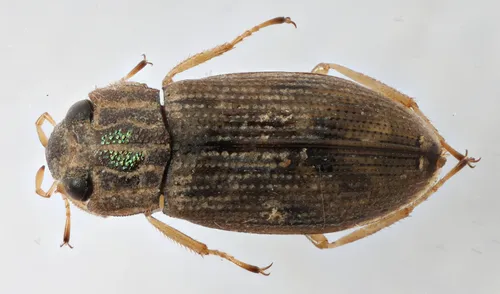 Helophorus linearis - Helophorus linearis