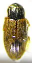 Helophorus linearoides