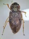 Helophorus linearoides - photo 2