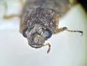 Helophorus linearoides - photo 3