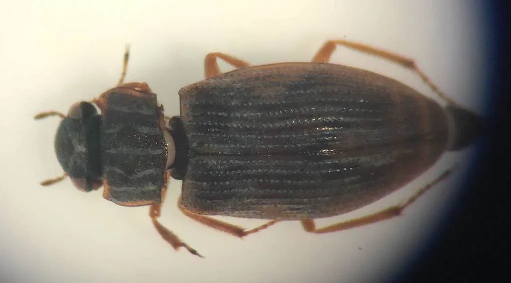 Helophorus lineatus