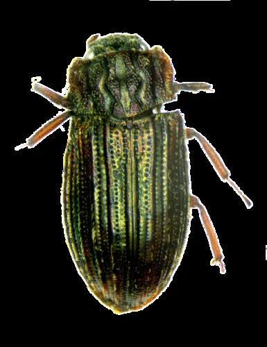 Helophorus micans