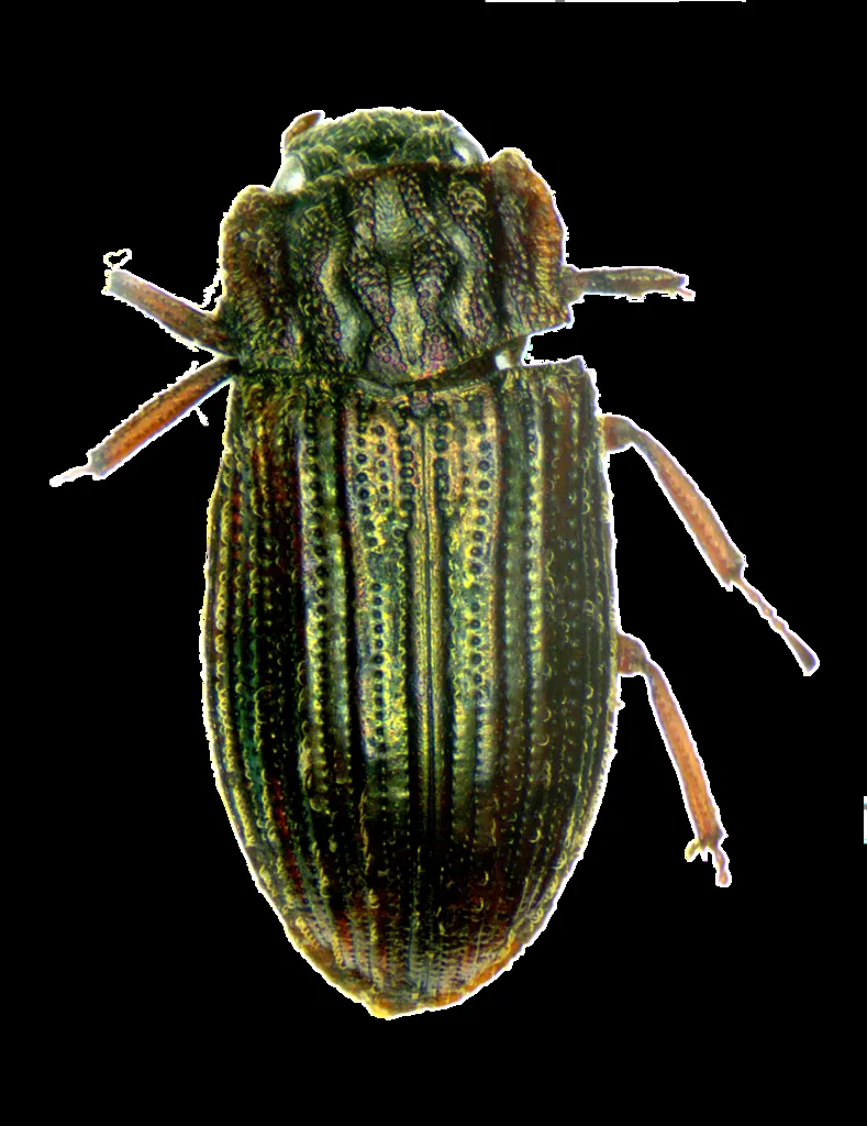 Helophorus micans - photo 2