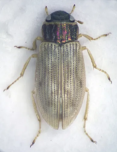 Helophorus minutus