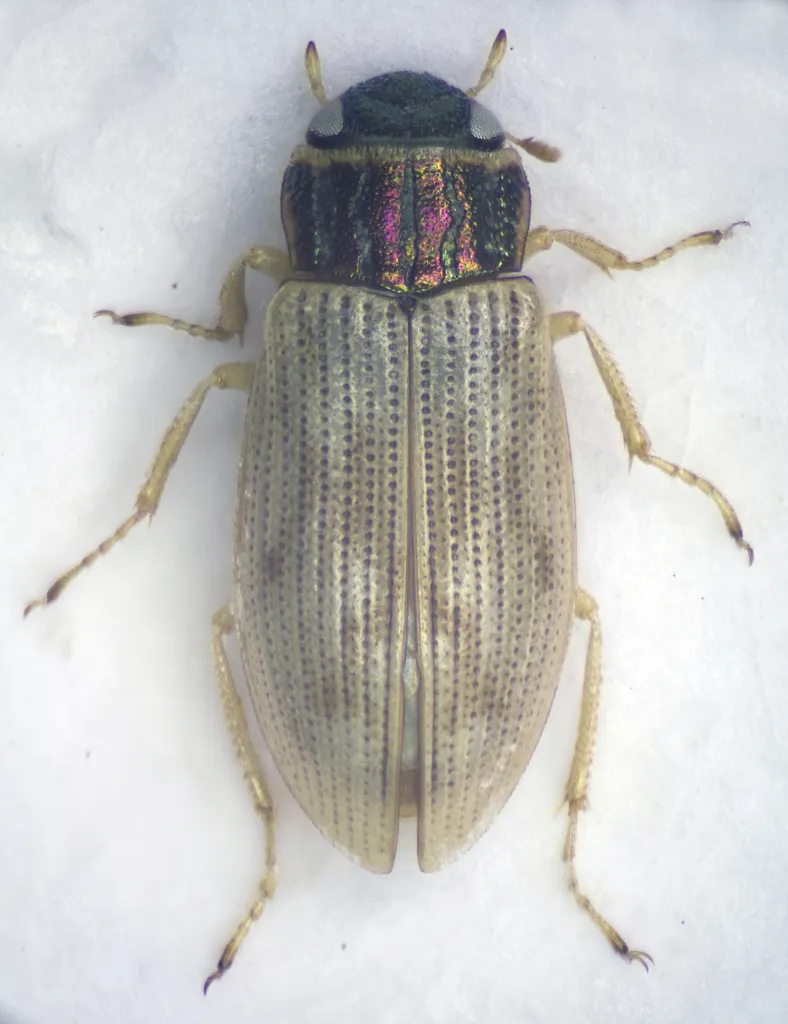 Helophorus minutus - photo 2