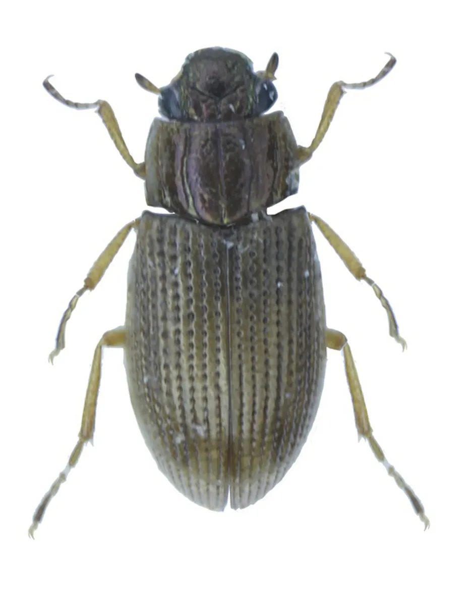 Helophorus nanus - photo 3