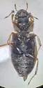 Helophorus nitiduloides - photo 3