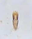 Helophorus nitiduloides - photo 4
