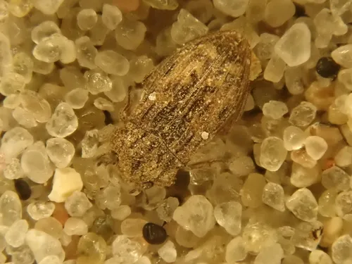 Helophorus nubilus