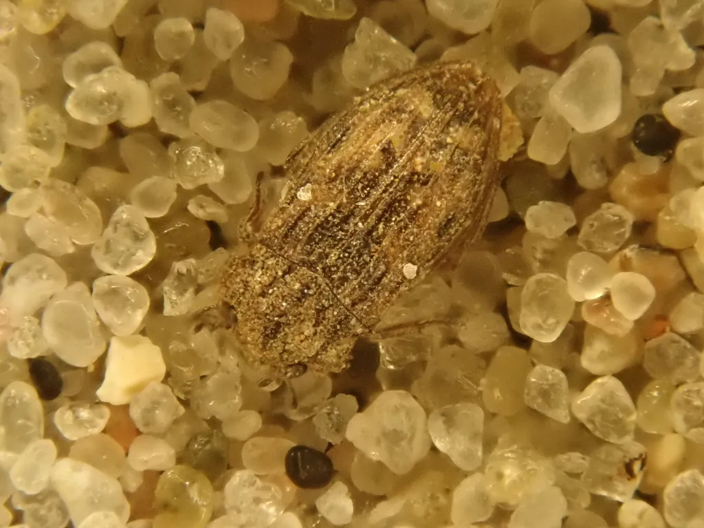 Helophorus nubilus - photo 2