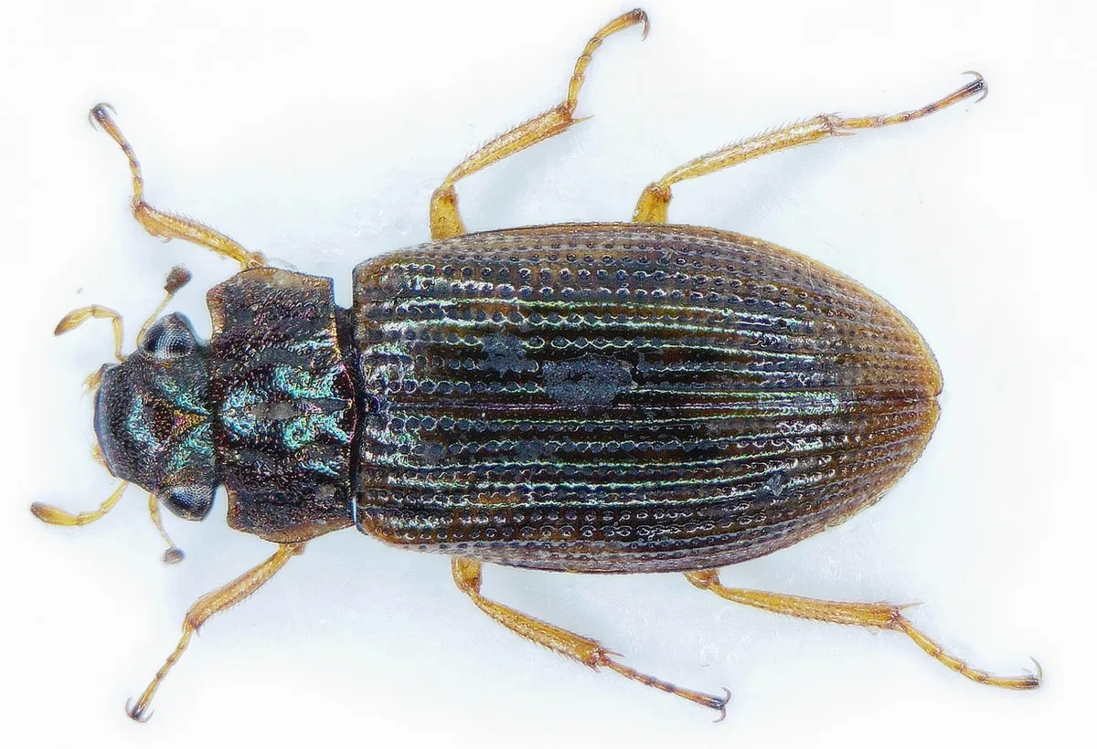 Helophorus obscurus - photo 3