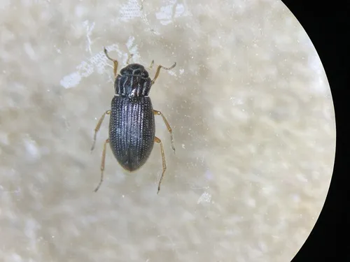 Helophorus orientalis