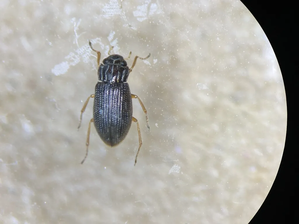 Helophorus orientalis - photo 2