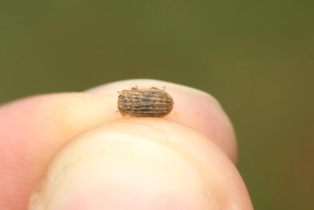 Helophorus rufipes - photo 2