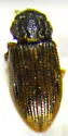 Helophorus sempervarians