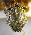 Helophorus sempervarians - photo 2
