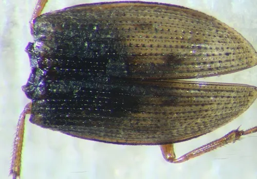 Helophorus strigifrons