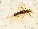 Helopicus subvarians
