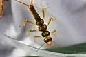 Helopicus subvarians - photo 2