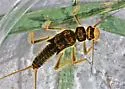 Helopicus subvarians - photo 3