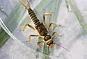Helopicus subvarians - photo 4