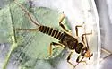 Helopicus subvarians - photo 5