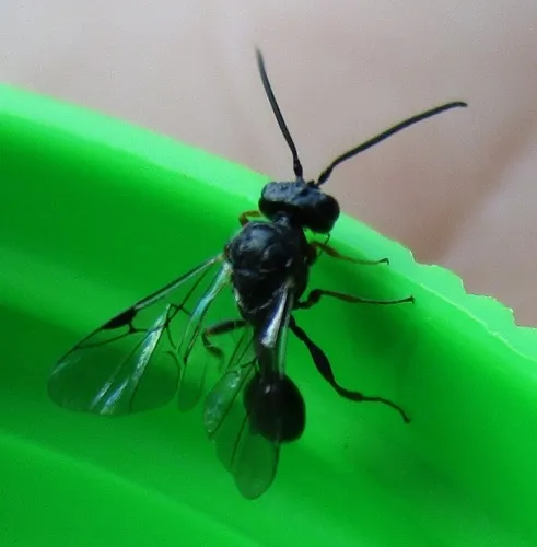 Heloridae - photo 3