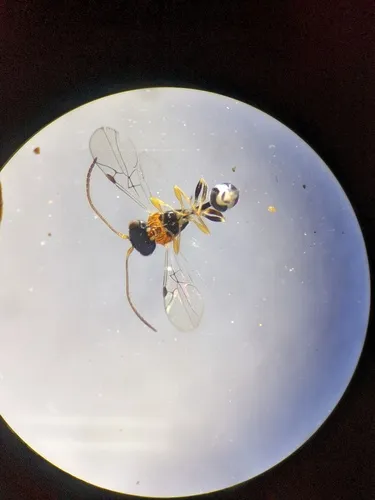 Helorus brethesi