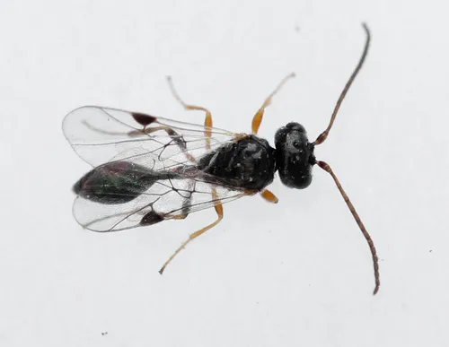 Helorus ruficornis