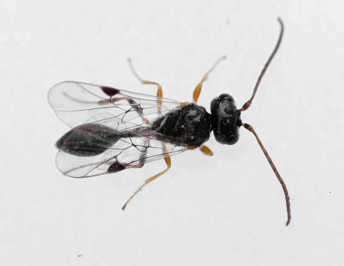 Helorus ruficornis - photo 2